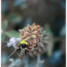 Bee_Number_4_joshuag