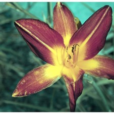 Flower_Stowaway_joshuag