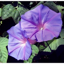 blueflower_joshuag