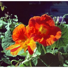 redflower_joshuag